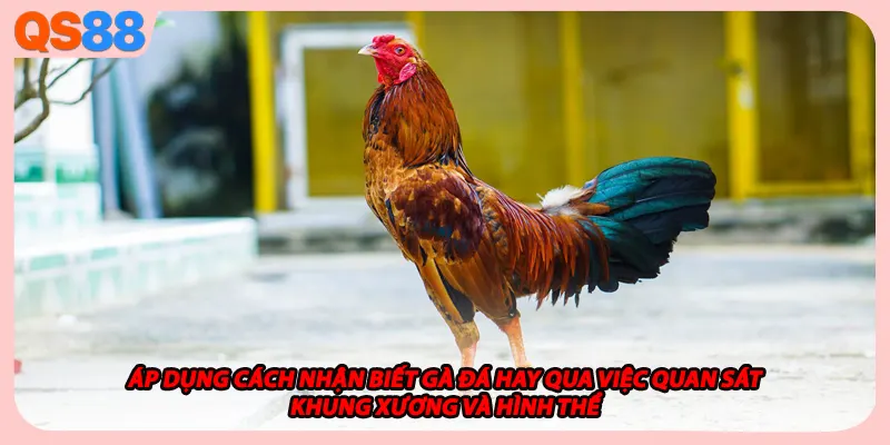Áp dụng cách nhận biết gà đá hay qua việc quan sát khung xương và hình thể