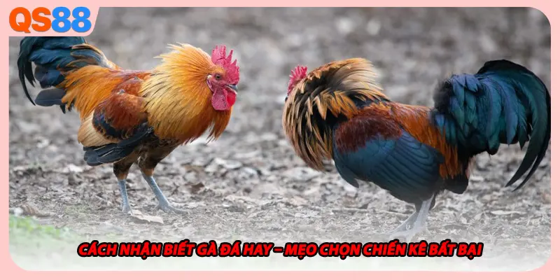 Cách Nhận Biết Gà Đá Hay – Mẹo Chọn Chiến Kê Bất Bại