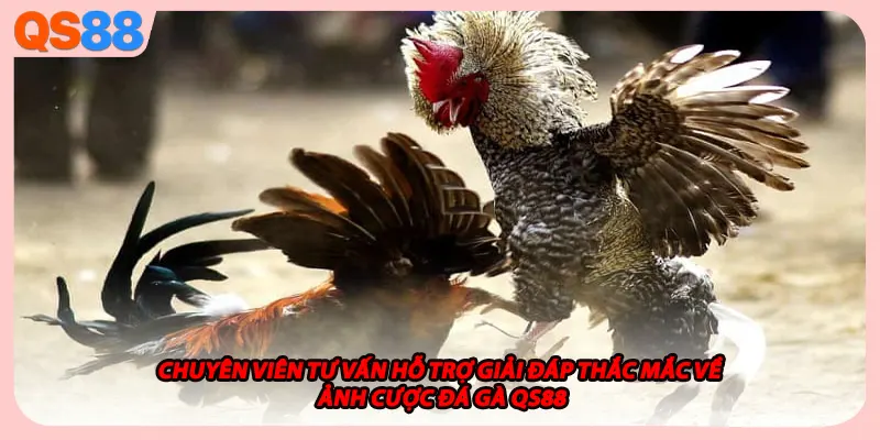 Chuyên viên tư vấn hỗ trợ giải đáp thắc mắc về sảnh cược đá gà QS88