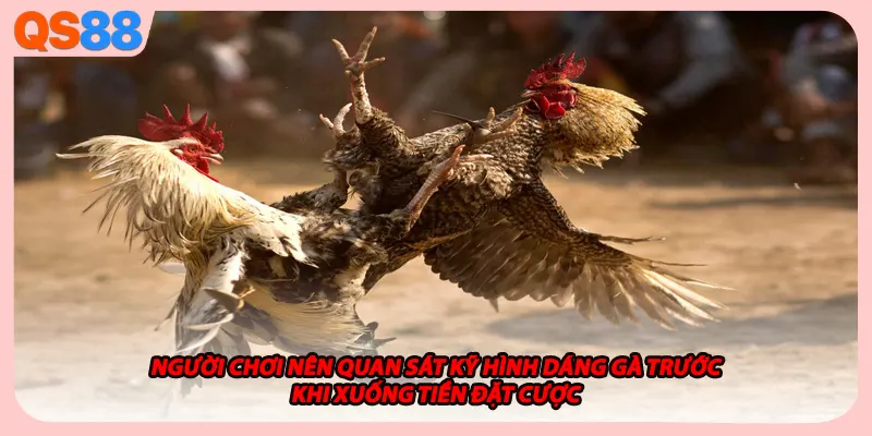 Người chơi nên quan sát kỹ hình dáng gà trước khi xuống tiền đặt cược