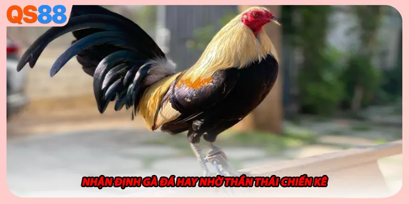 Nhận định gà đá hay nhờ thần thái chiến kê